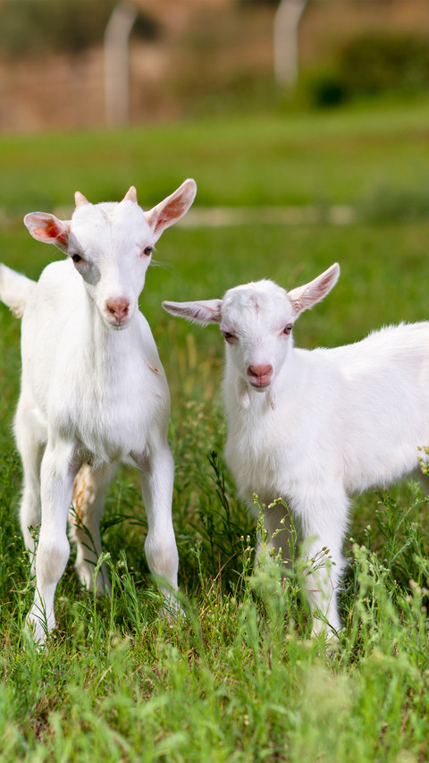A cute little goat screenshot