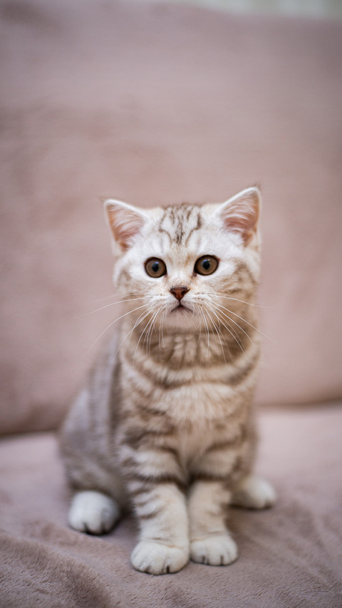 Cat screenshot